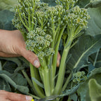 ButterStem Sprouting Broccoli