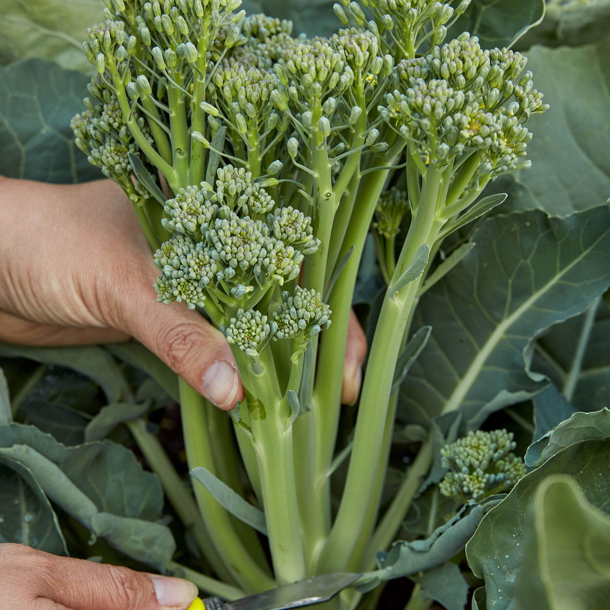 ButterStem Sprouting Broccoli