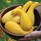 Golden Goose Summer Squash
