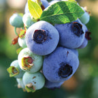 Chandler Blueberry