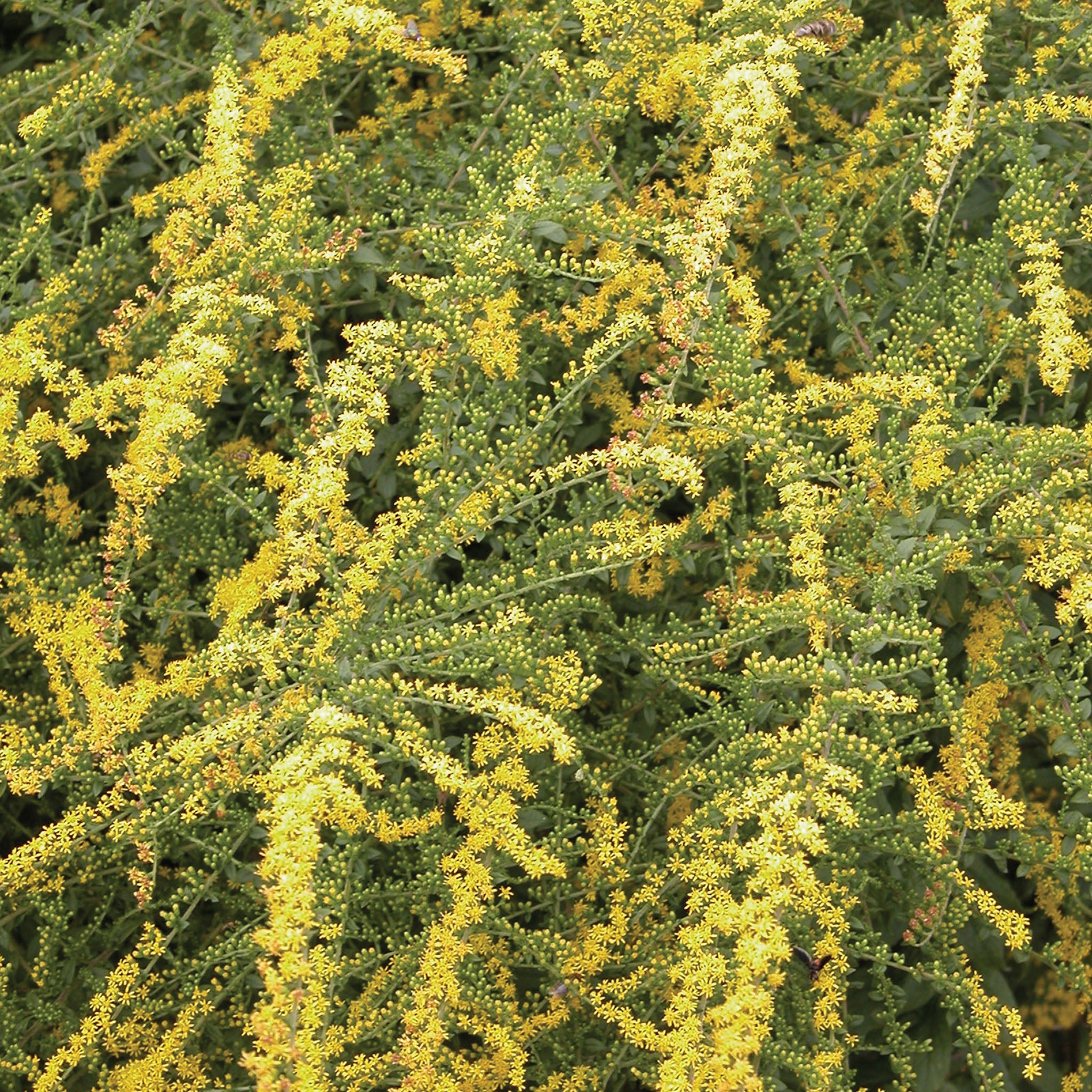 Fireworks Solidago (Goldenrod)