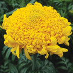 Mission Giant Yellow Marigold