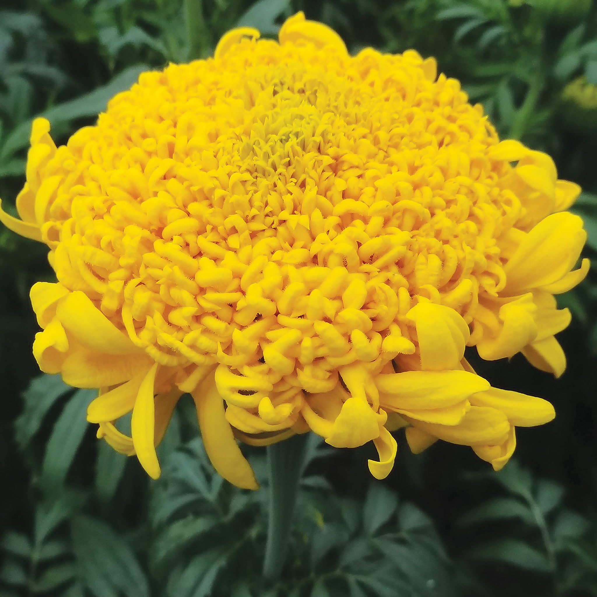 Mission Giant Yellow Marigold