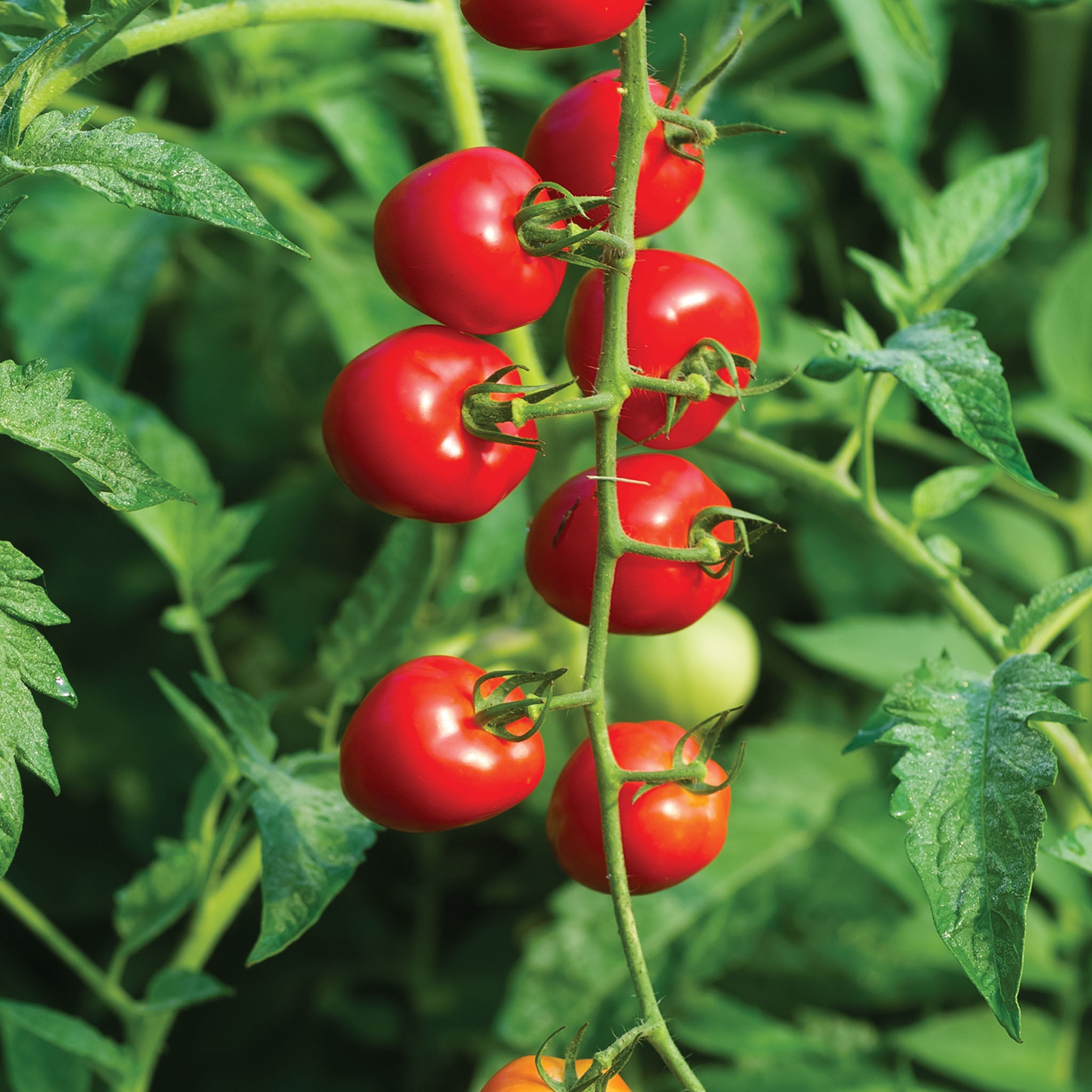 Tomatoberry Garden Tomato