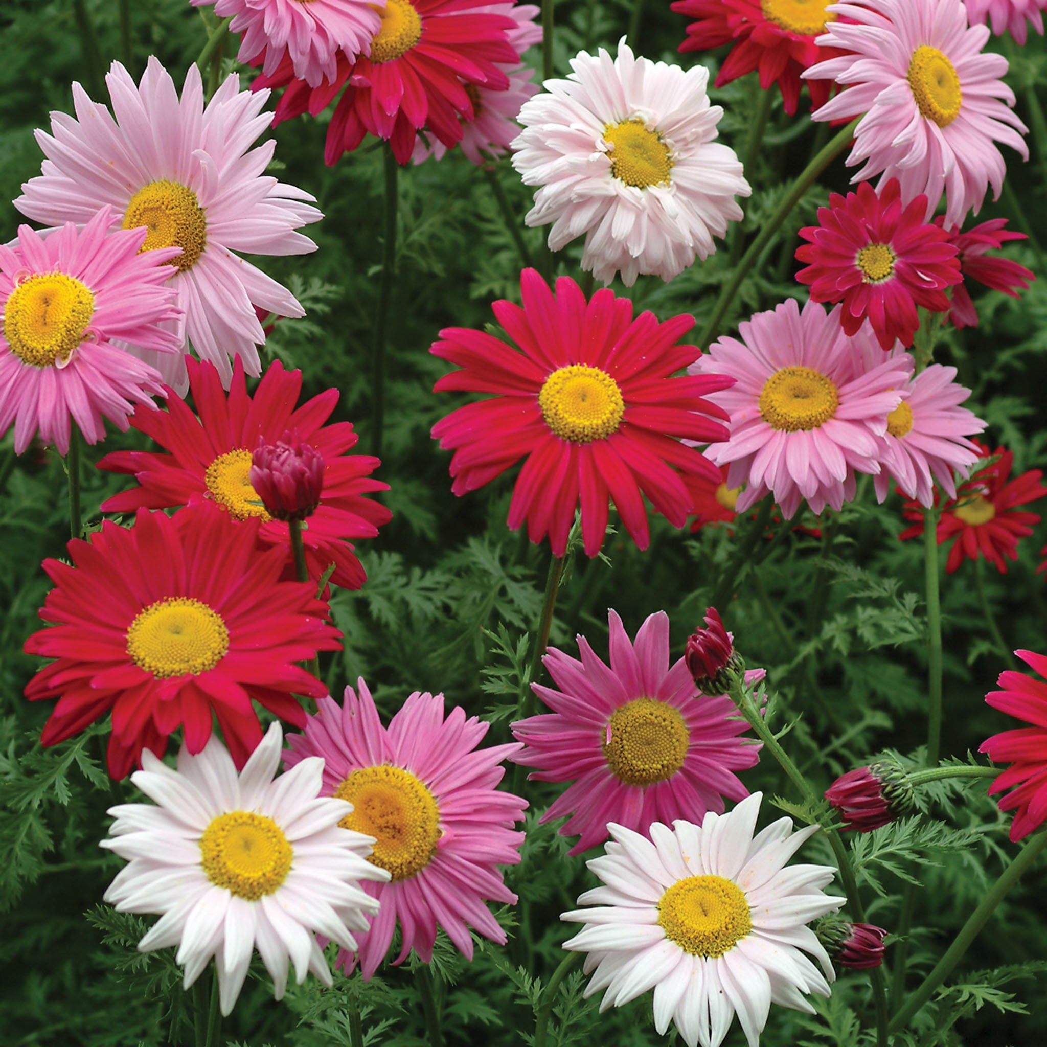 Mixed Colors Painted Daisy