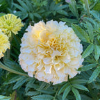 Snowball Marigold