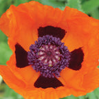 Allegro Poppy