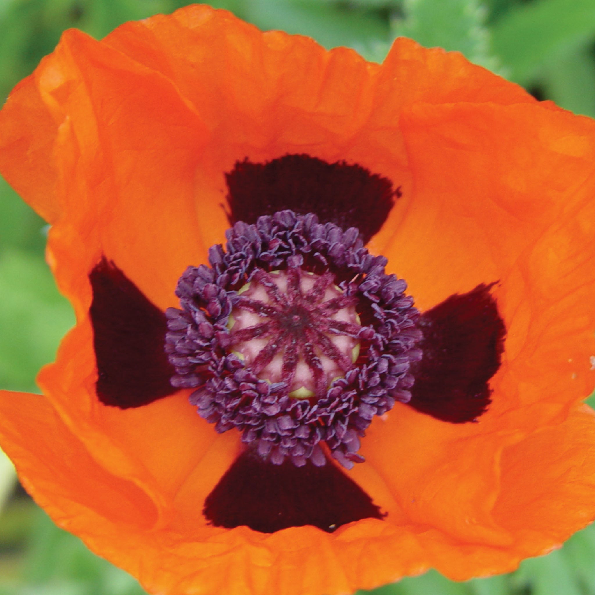 Allegro Poppy