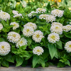 White Wedding Zinnia
