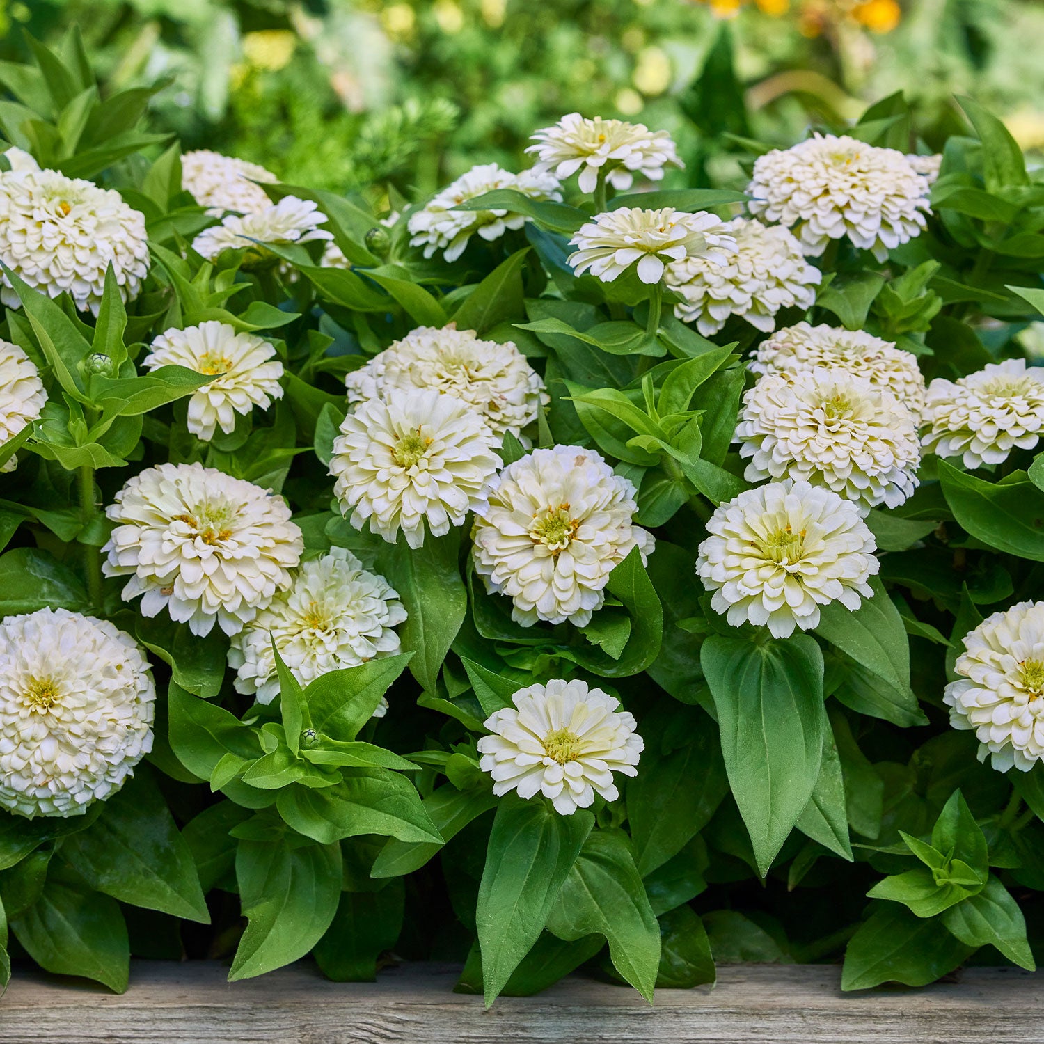White Wedding Zinnia