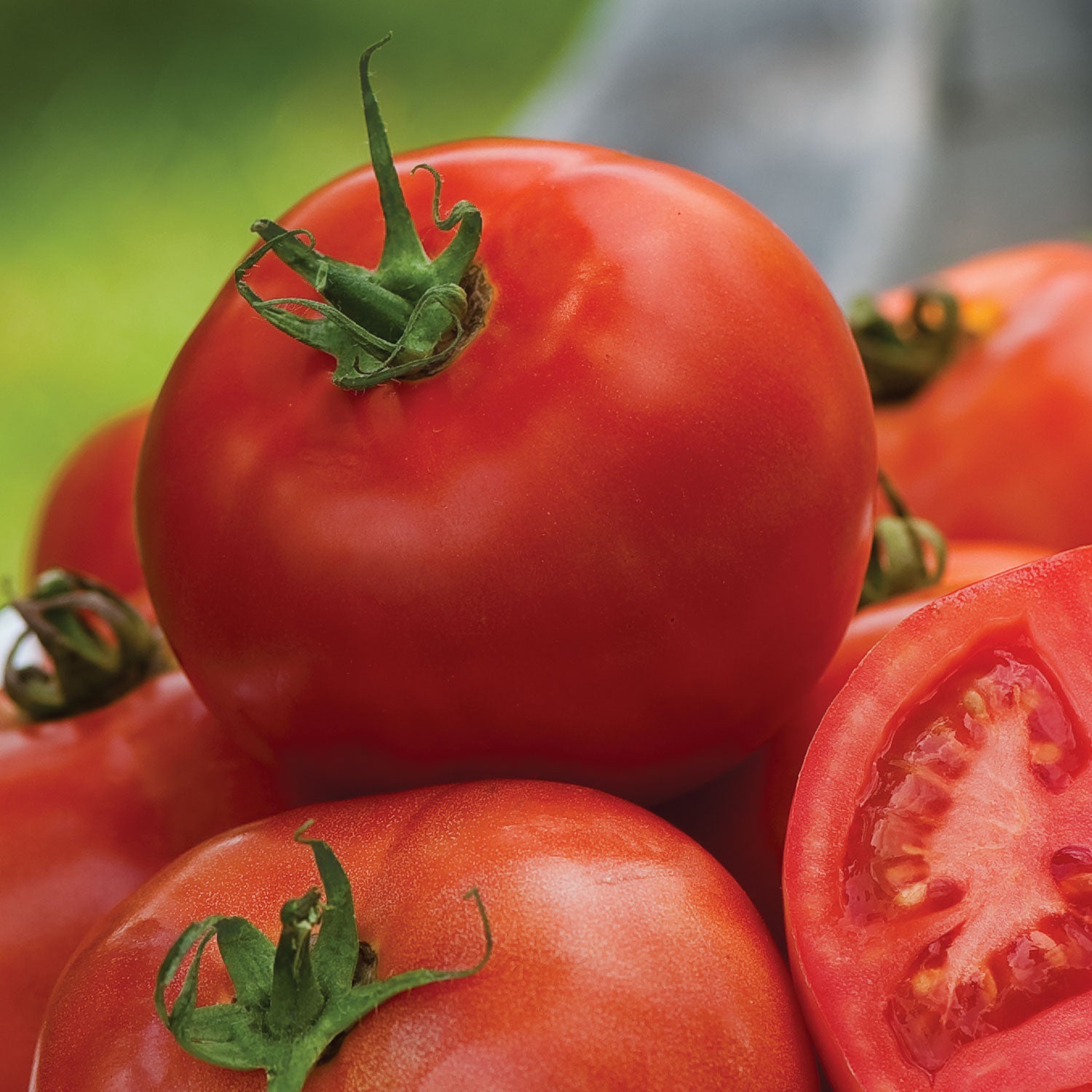 Burpee's Early Pick VF Tomato