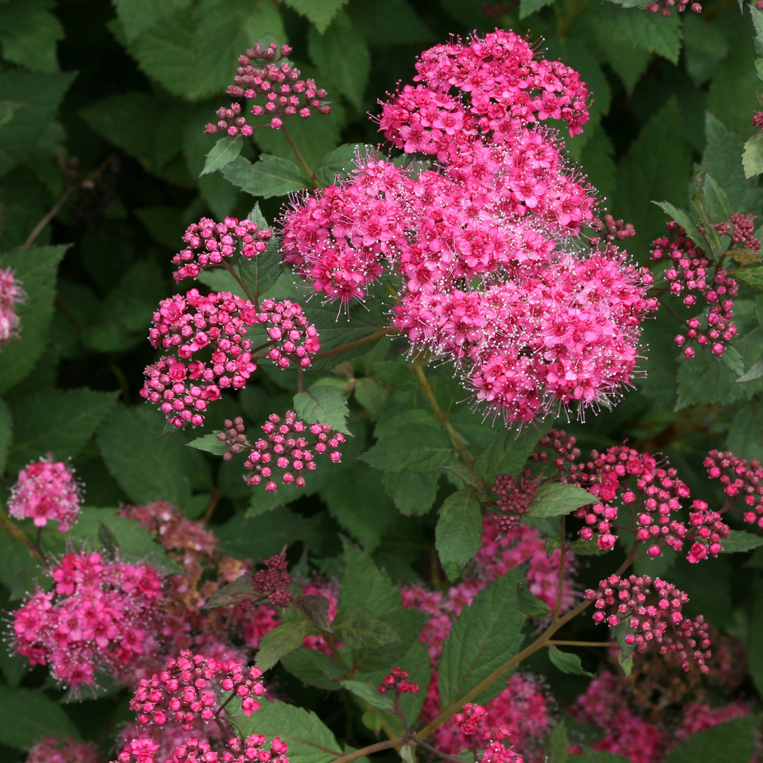 Double Play Pink Spirea