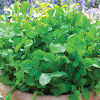 Garden Tangy Arugula