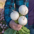 Silky Sweet Turnip