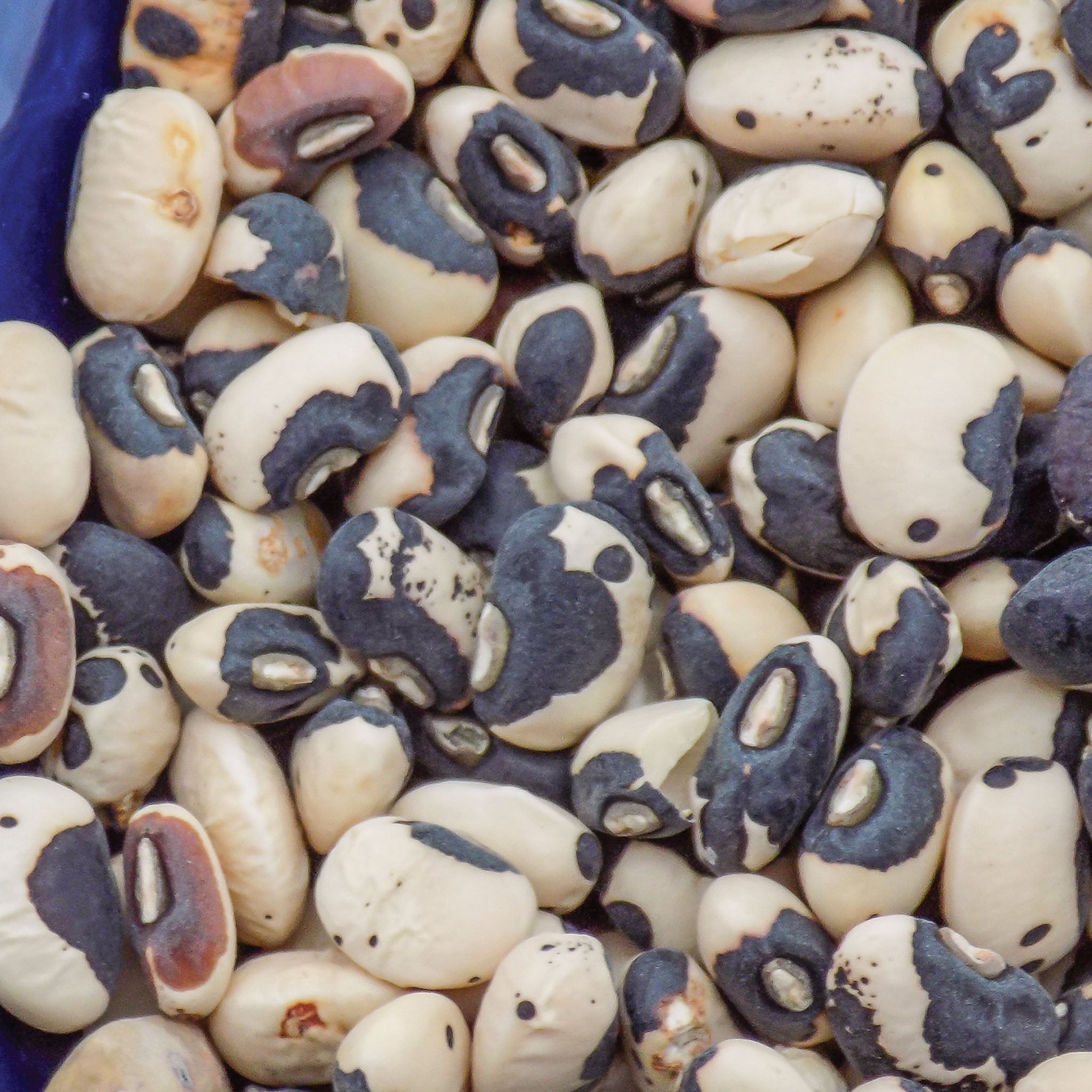 Phenomenal Cowpea