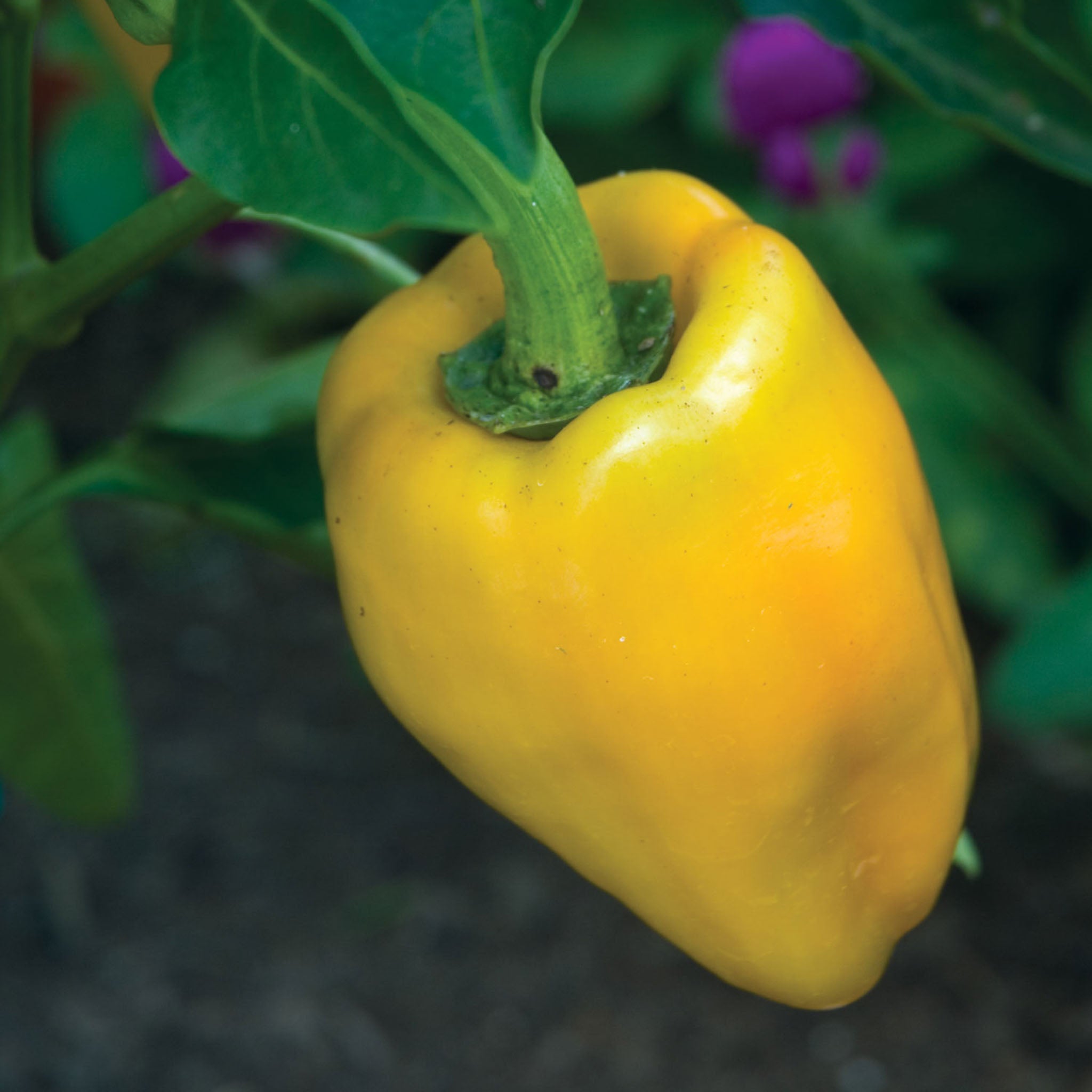 Golden Giant II Sweet Pepper