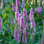 Skyward Pink Veronica