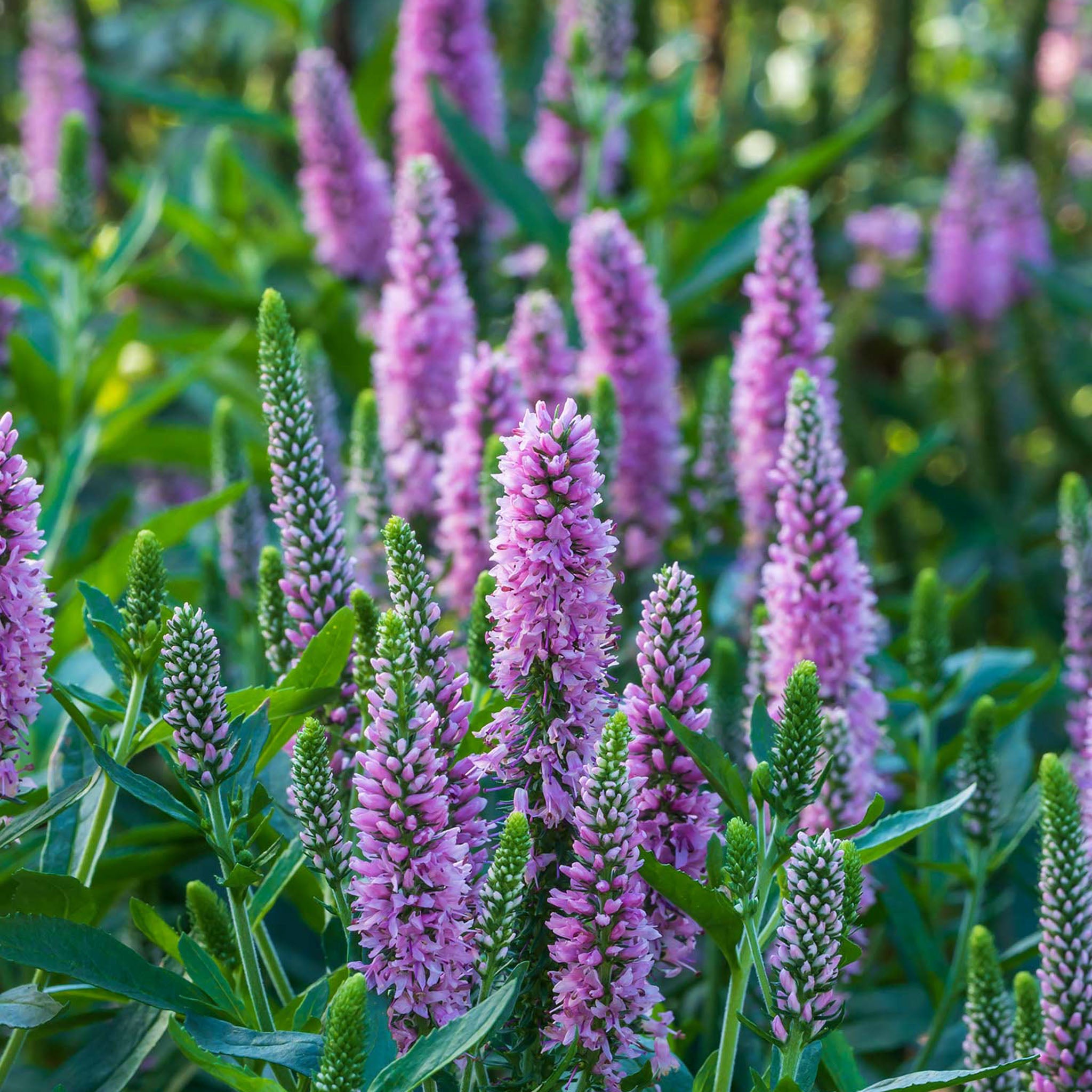 Skyward Pink Veronica