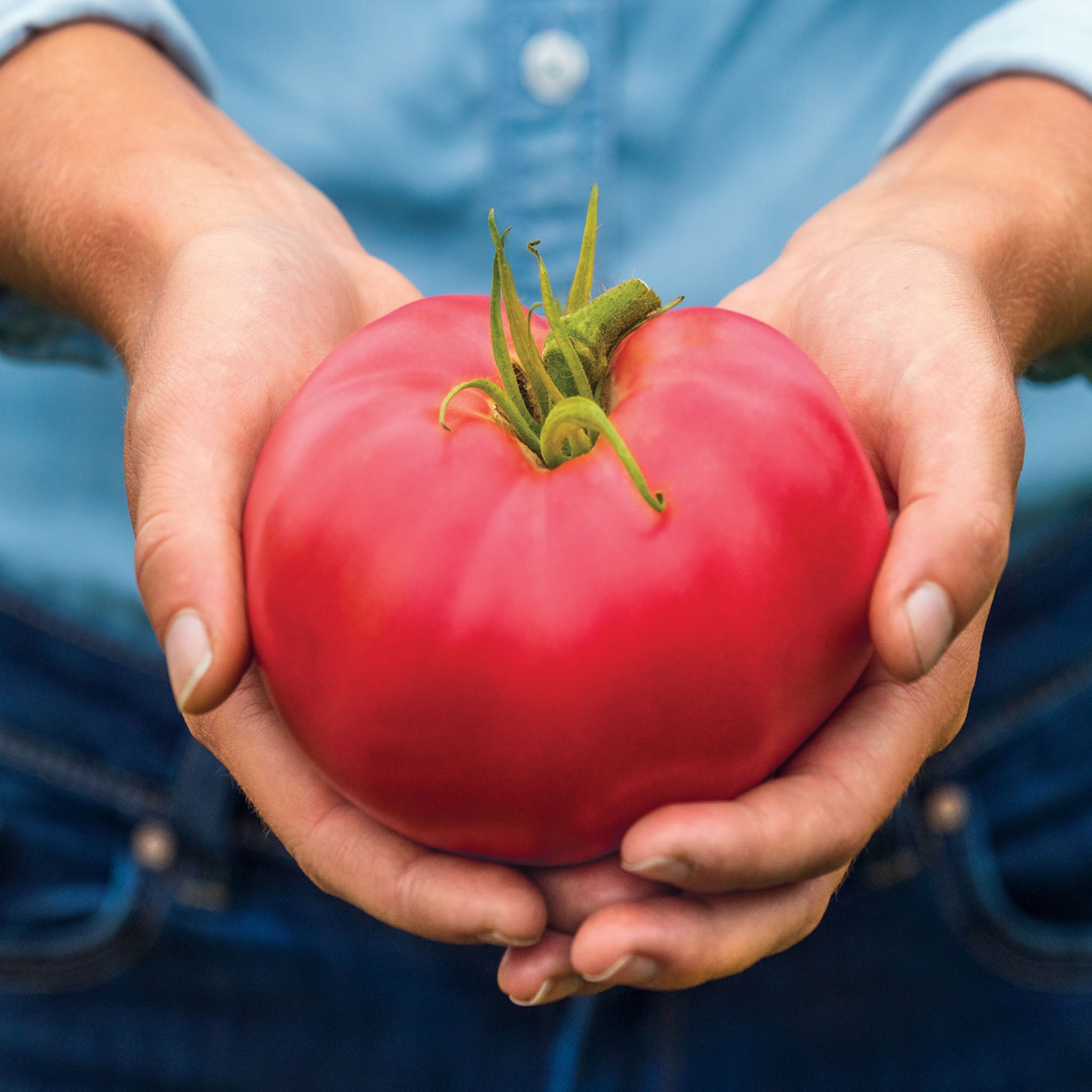 Medium Rare Tomato