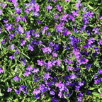 Crystal Palace Blue Lobelia