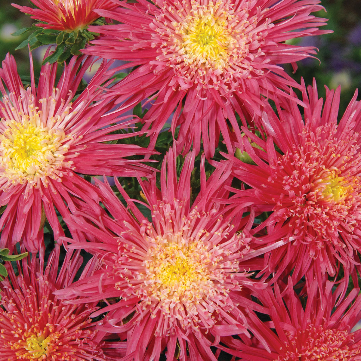 Salmon Red Aster