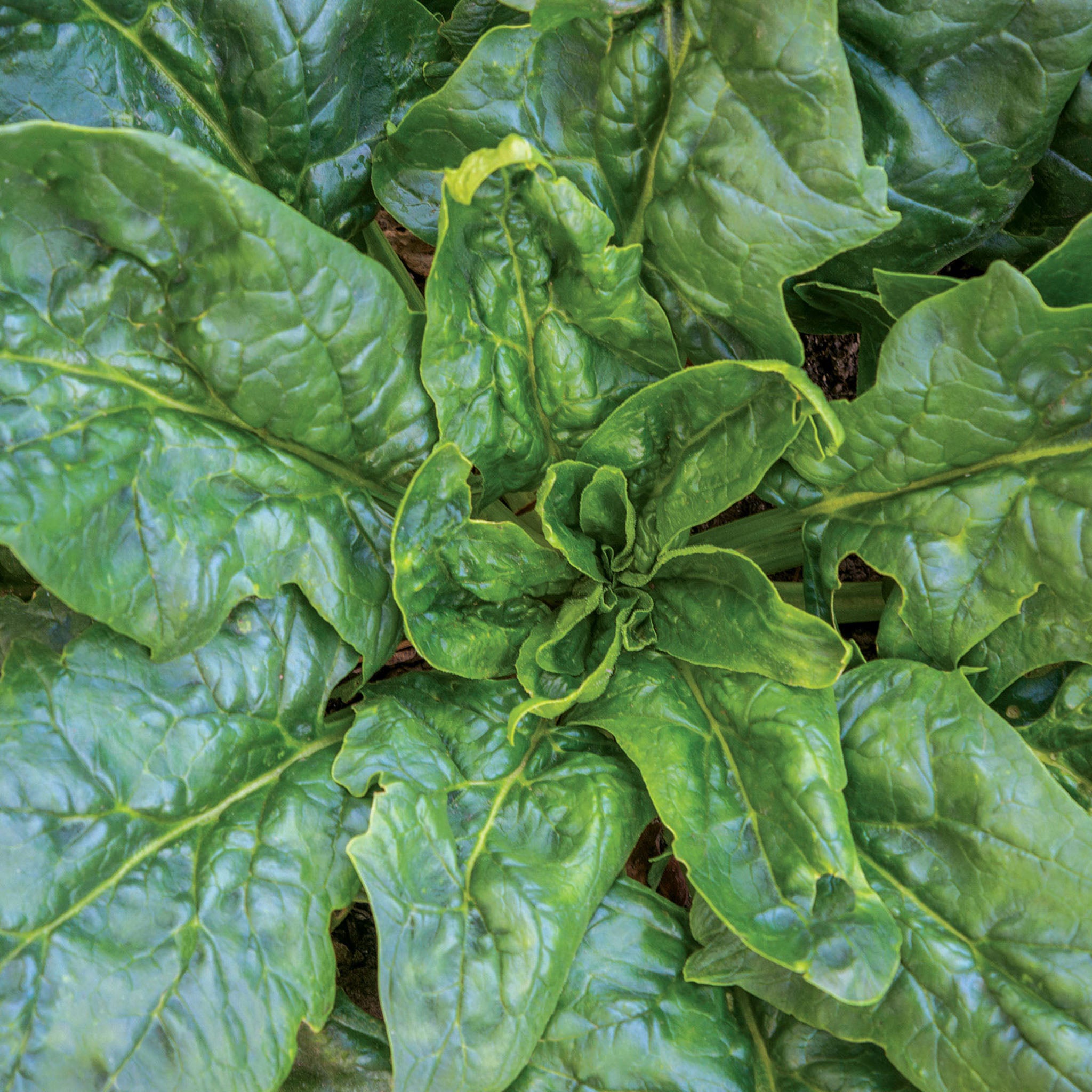 Seaside Spinach
