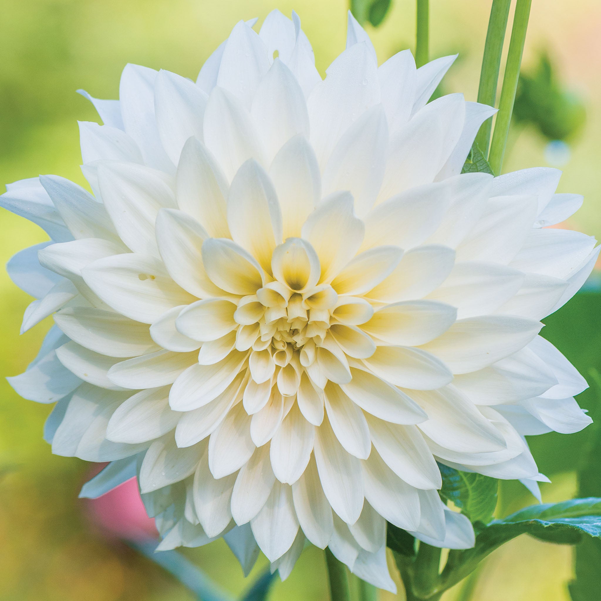 Café au Lait Dahlia Tuber