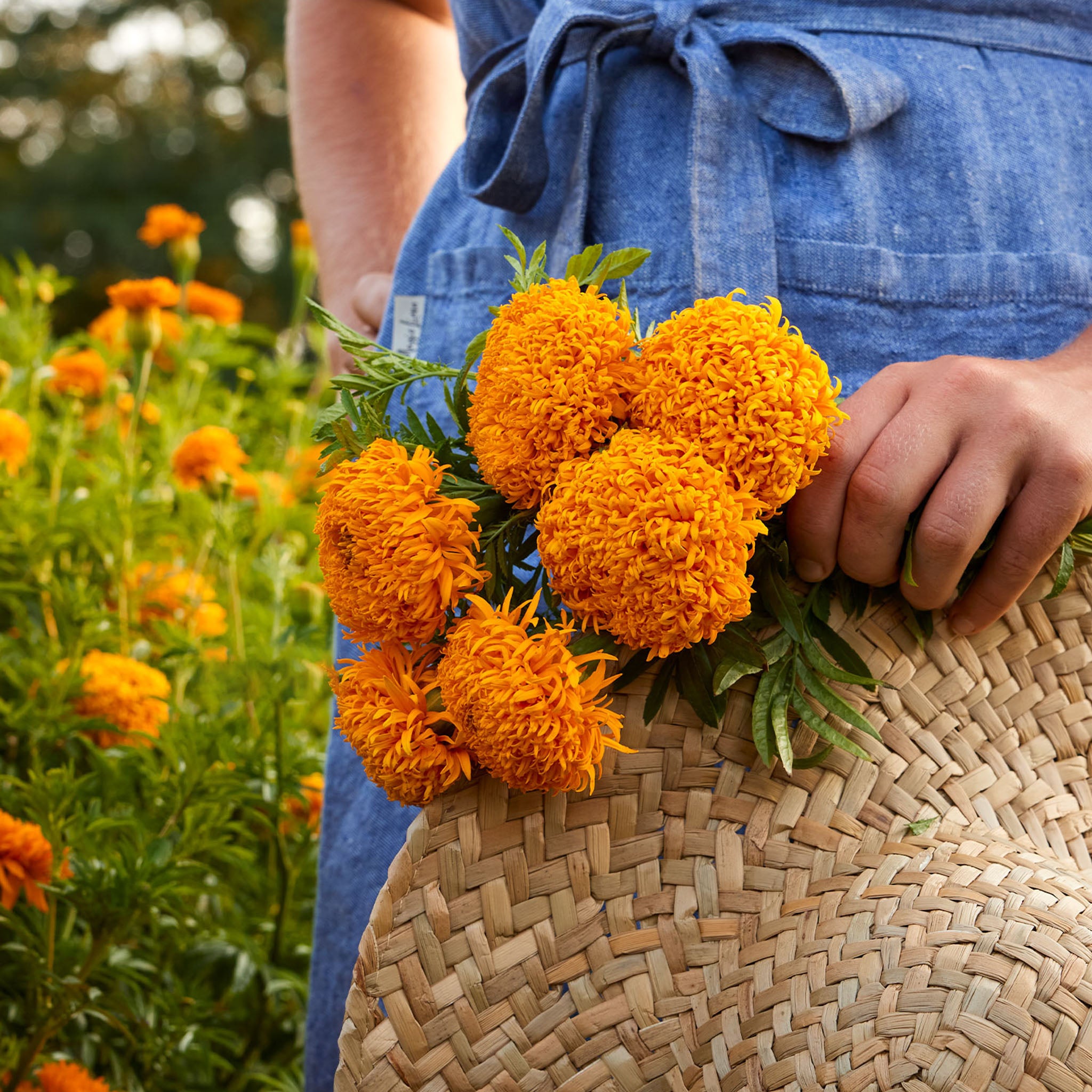 Mission Giant Orange Marigold