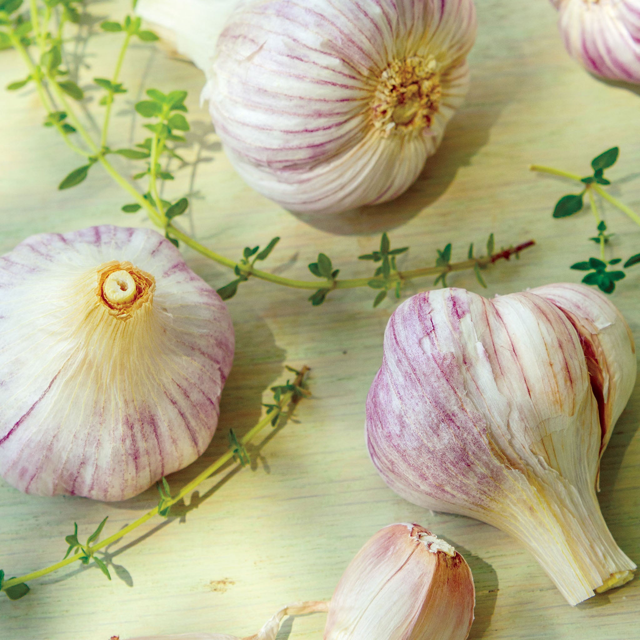 Texas Rose Garlic Bulbs