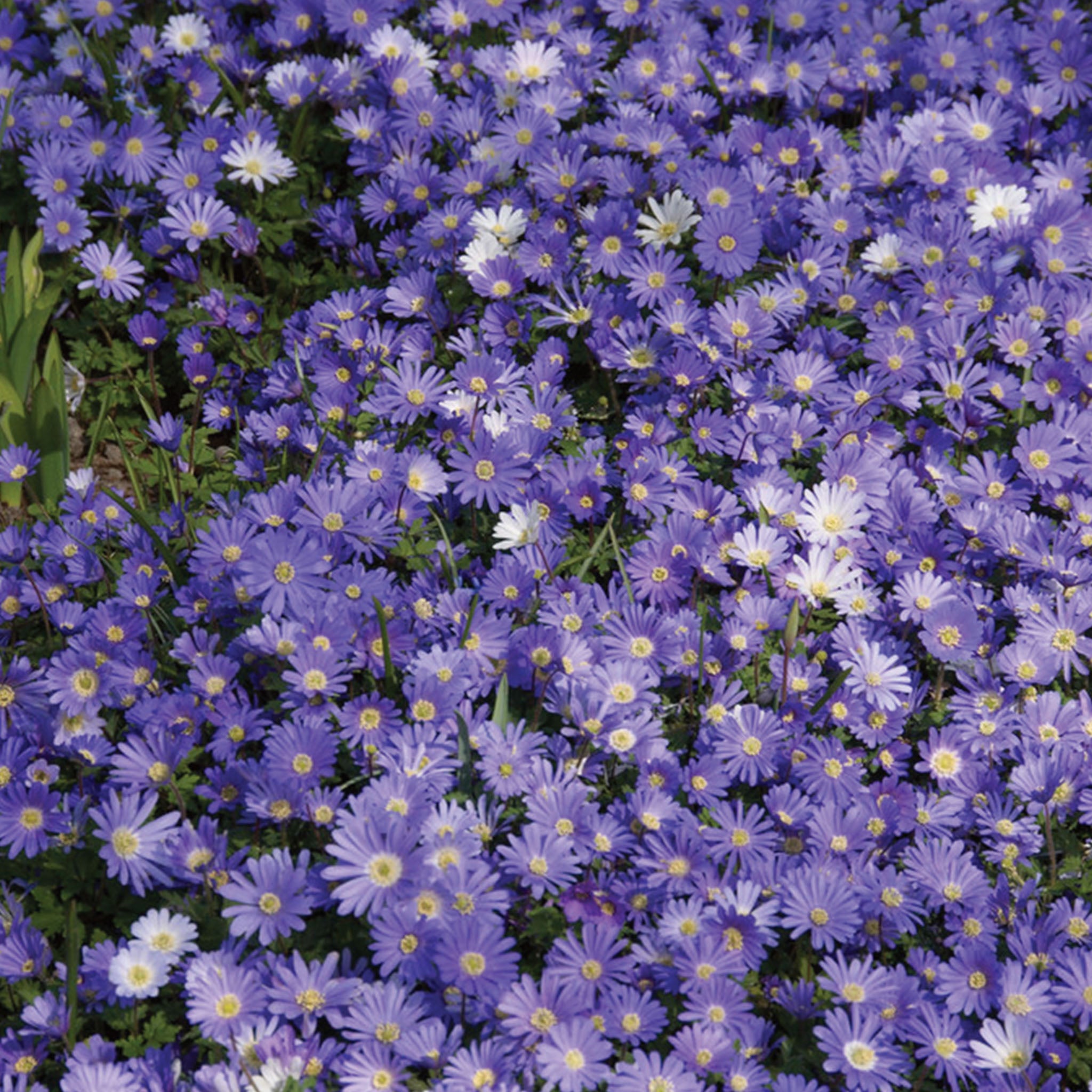 Blue Shades Anemone Blanda Bulbs