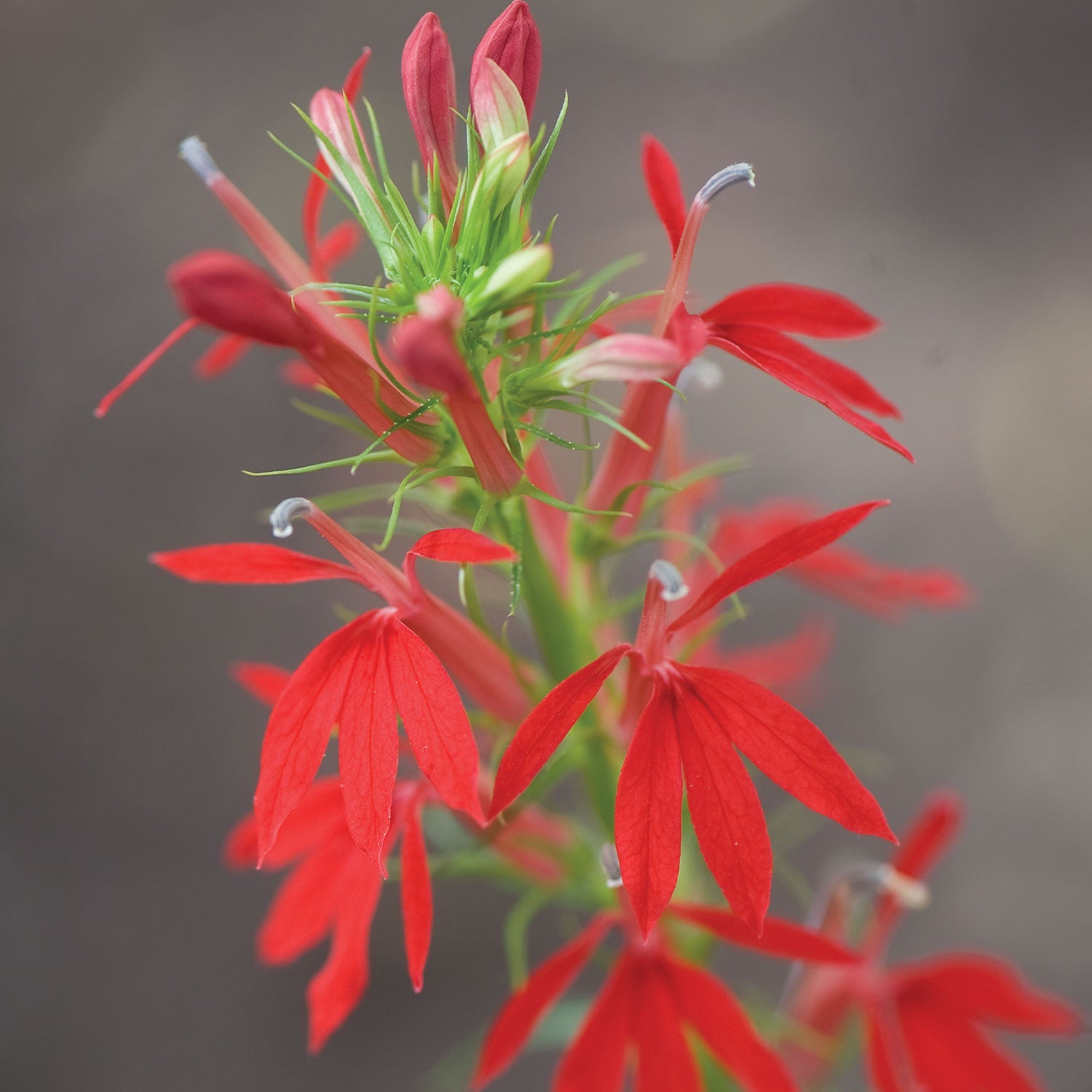 Cardinal Flower Lobelia