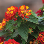 Hot Blooded Red Lantana