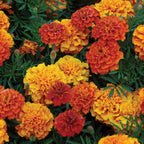 Triple Treat Marigold