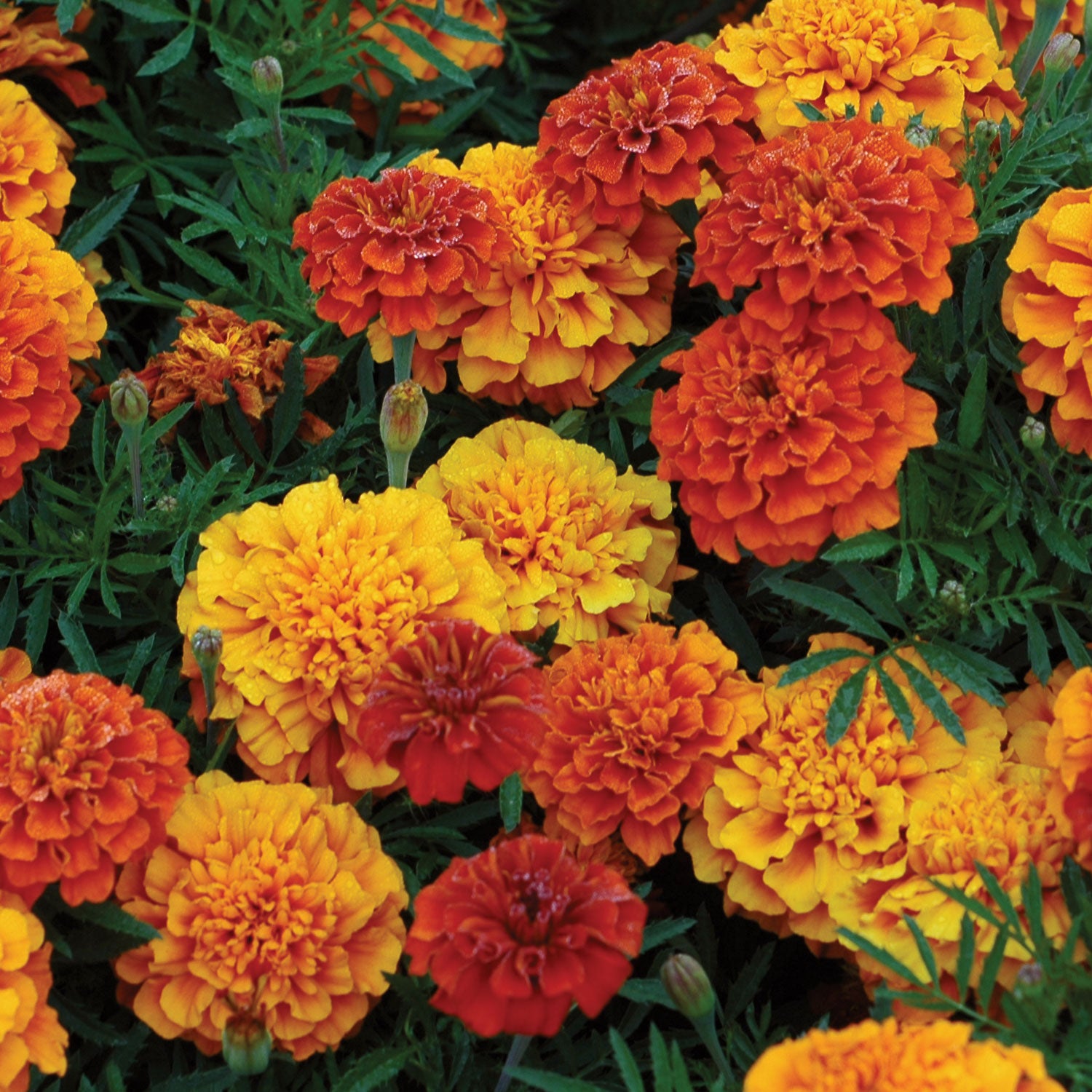 Triple Treat Marigold
