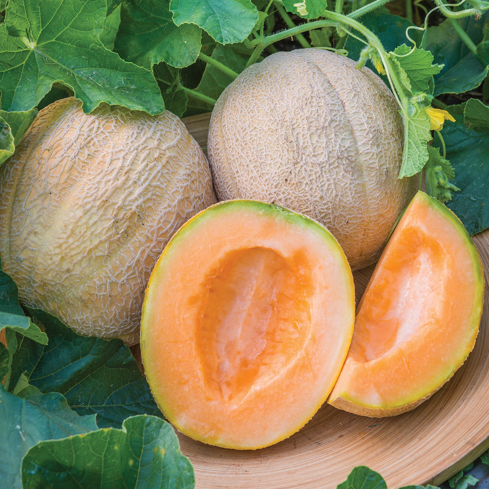 Burpee's Cantaloupe