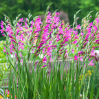 Gladiolus Byzantinus Bulbs