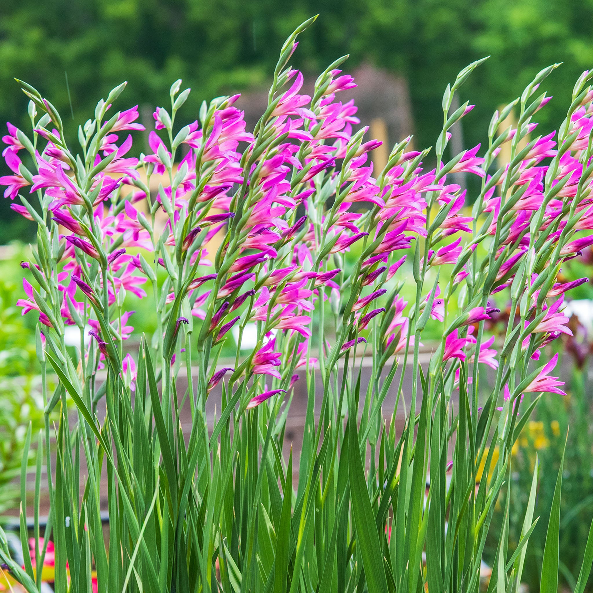 Gladiolus Byzantinus Bulbs