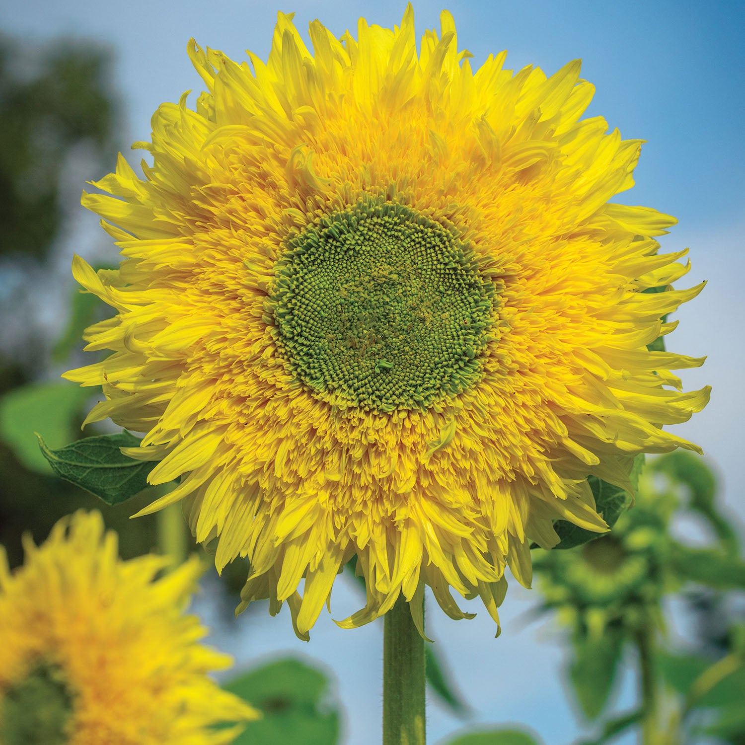 Zeus Sunflower