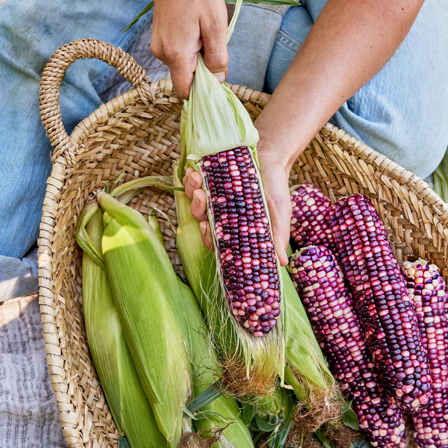 Ultra Violet Corn