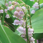Rose Lily of the Valley Crowns