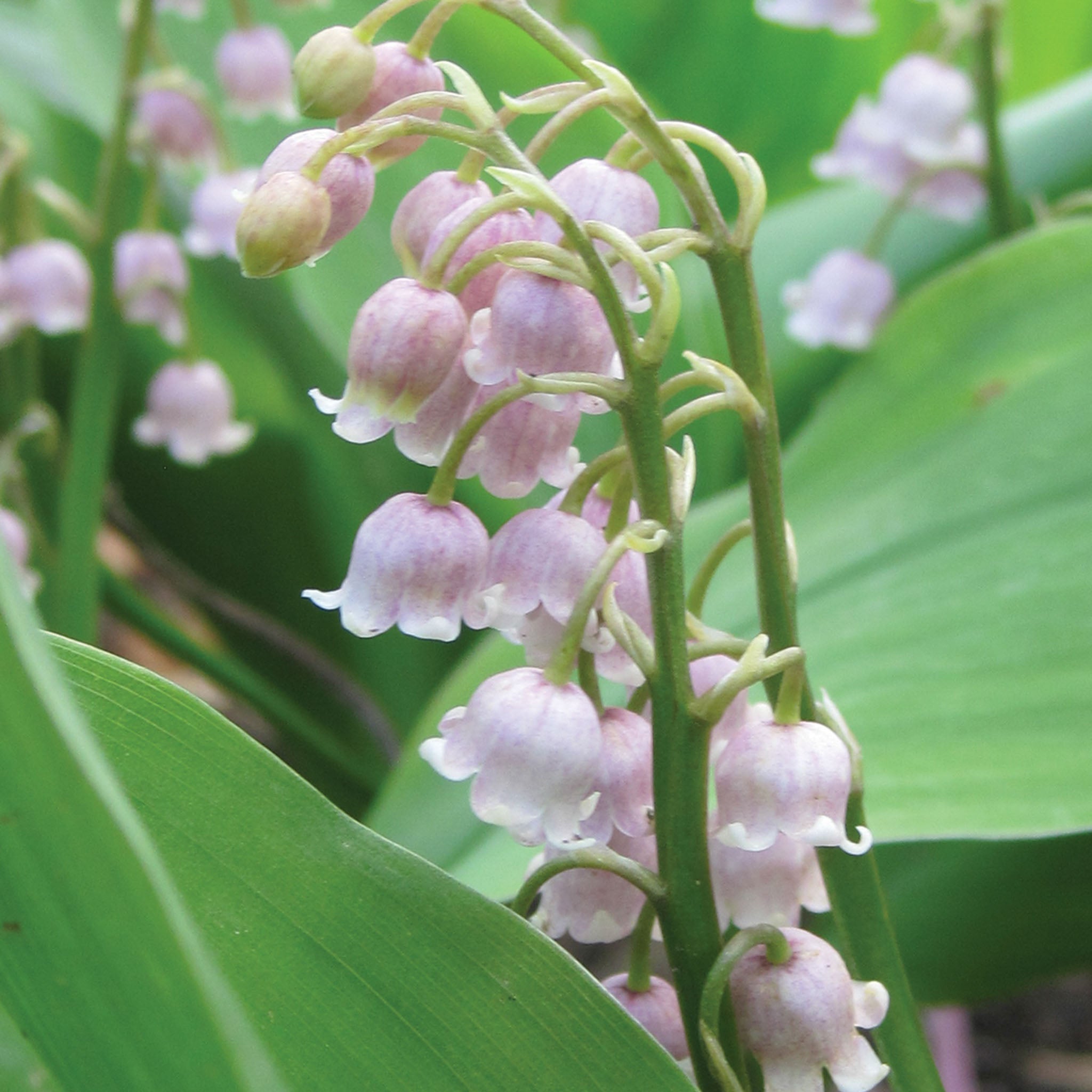 Rose Lily of the Valley Crowns