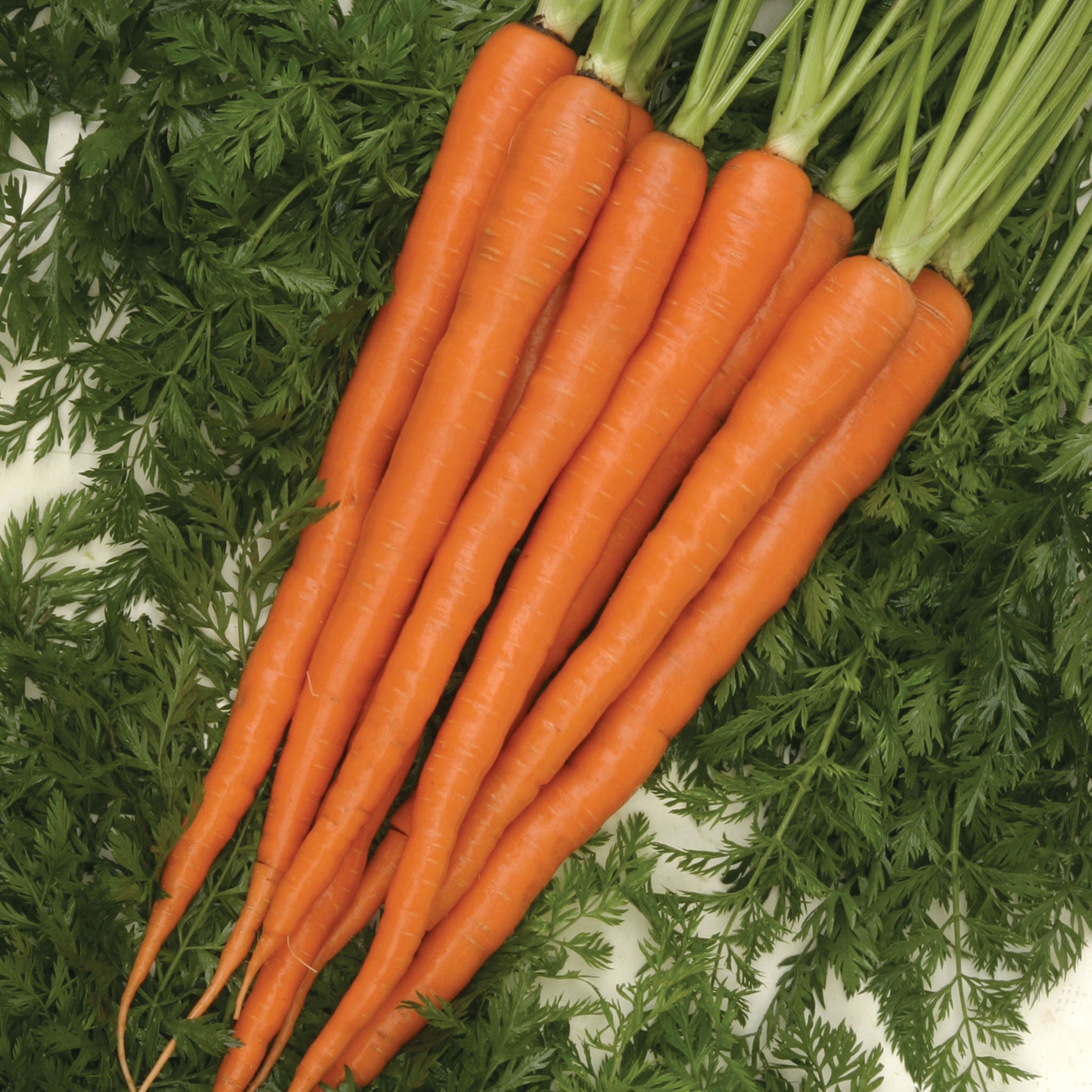 Sugarsnax Carrot