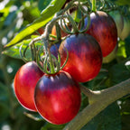 Two Tasty Tomato