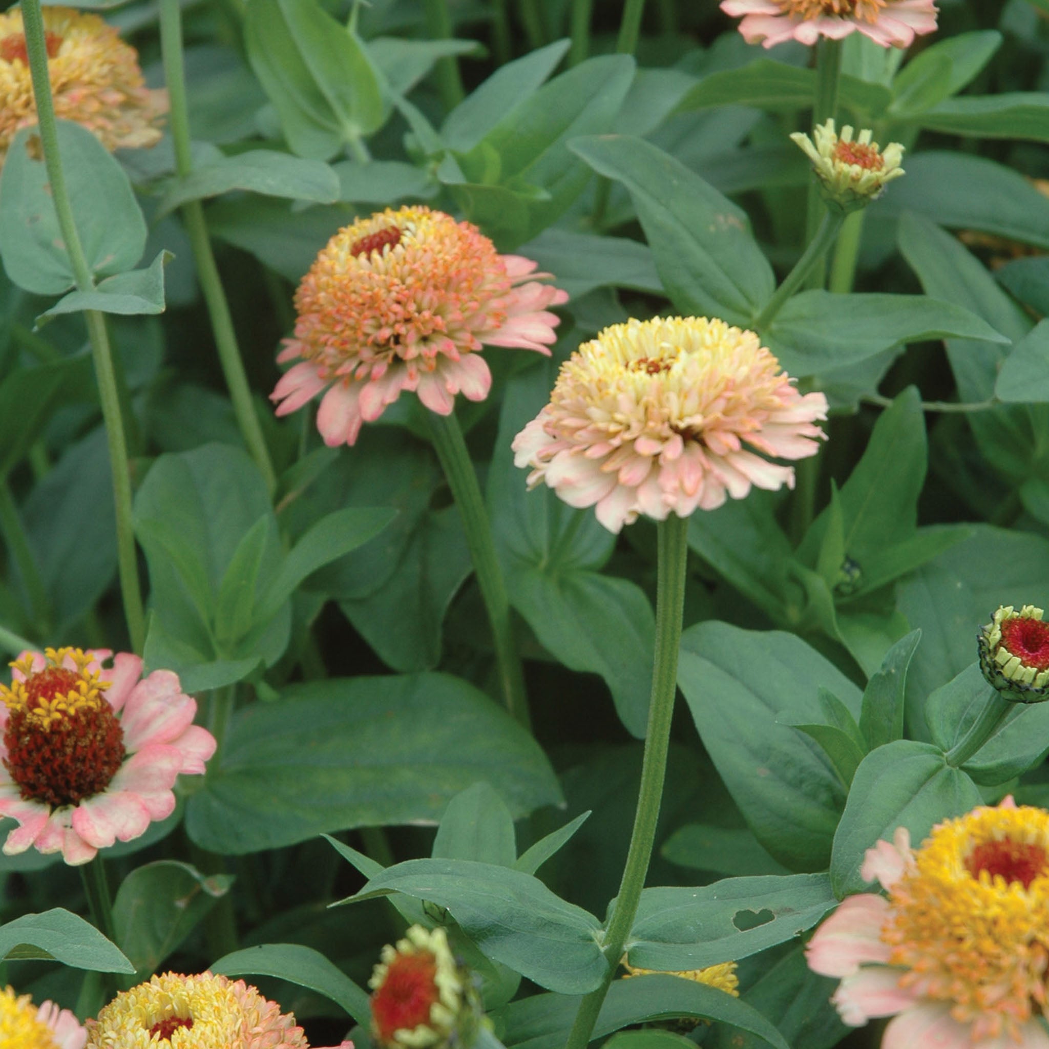 Zinderella Peach Zinnia