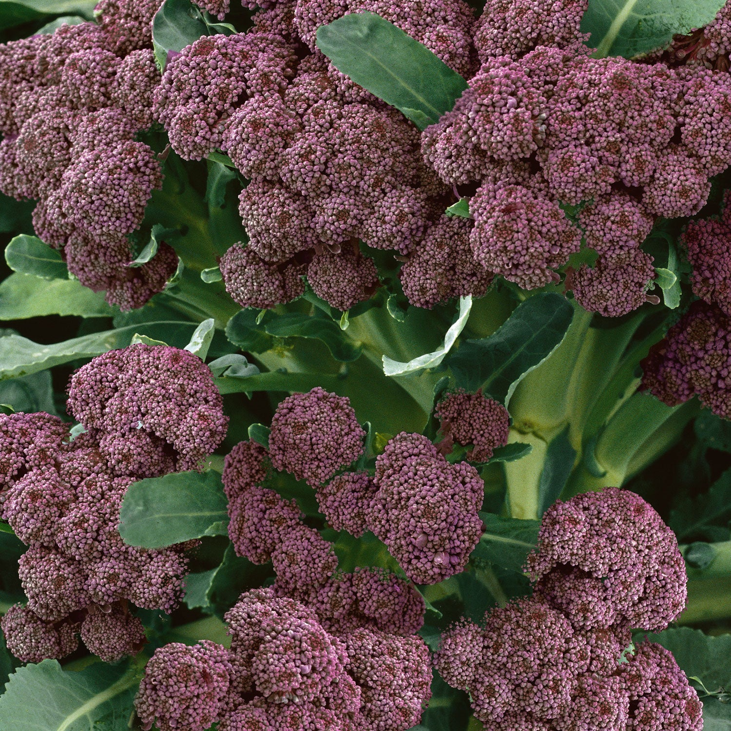 Purple Sprouting Broccoli