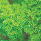 Extra Curled Dwarf Parsley
