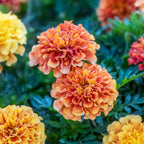 Strawberry Blonde Marigold