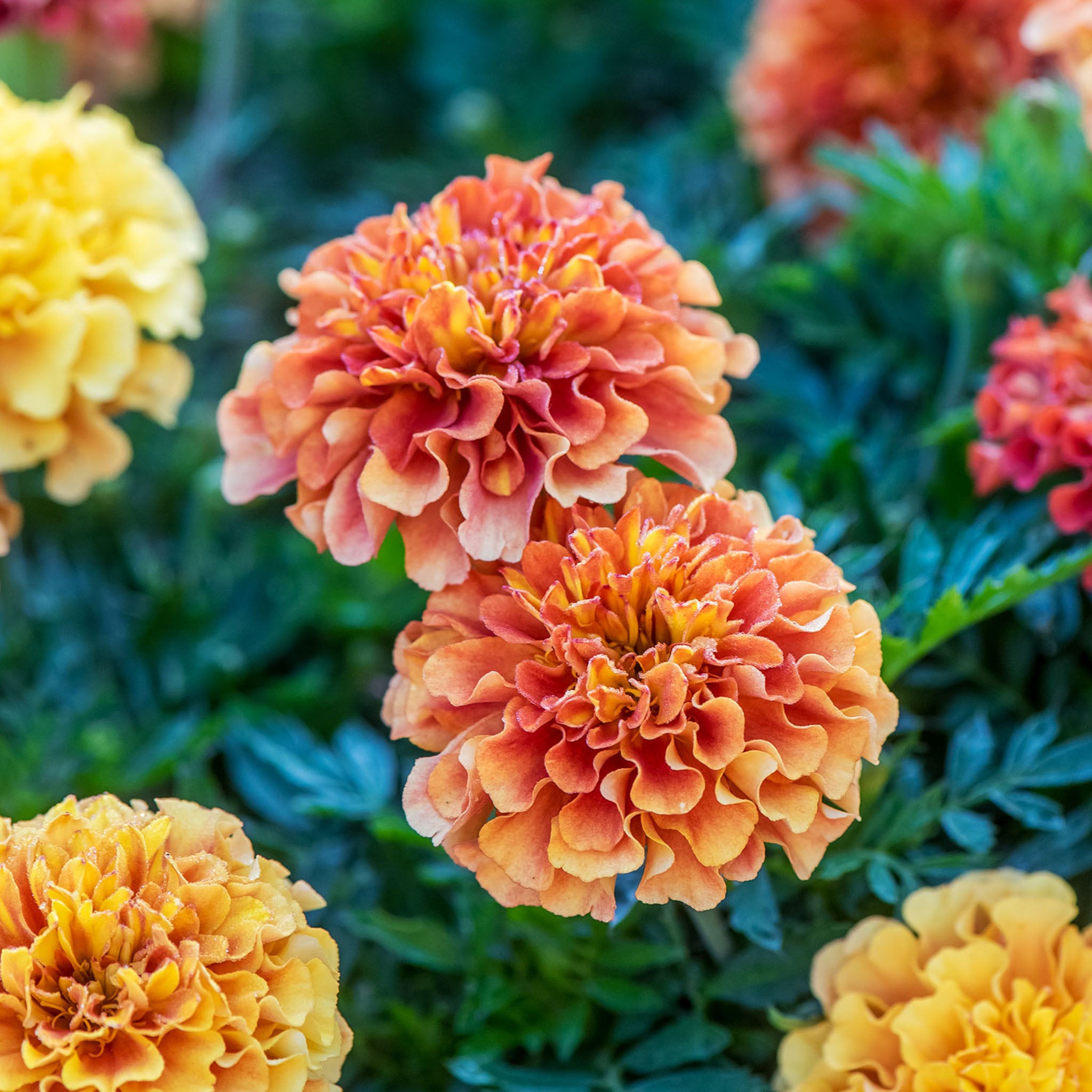 Strawberry Blonde Marigold