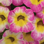 Cha-Cha Diva Hot Pink Calibrachoa
