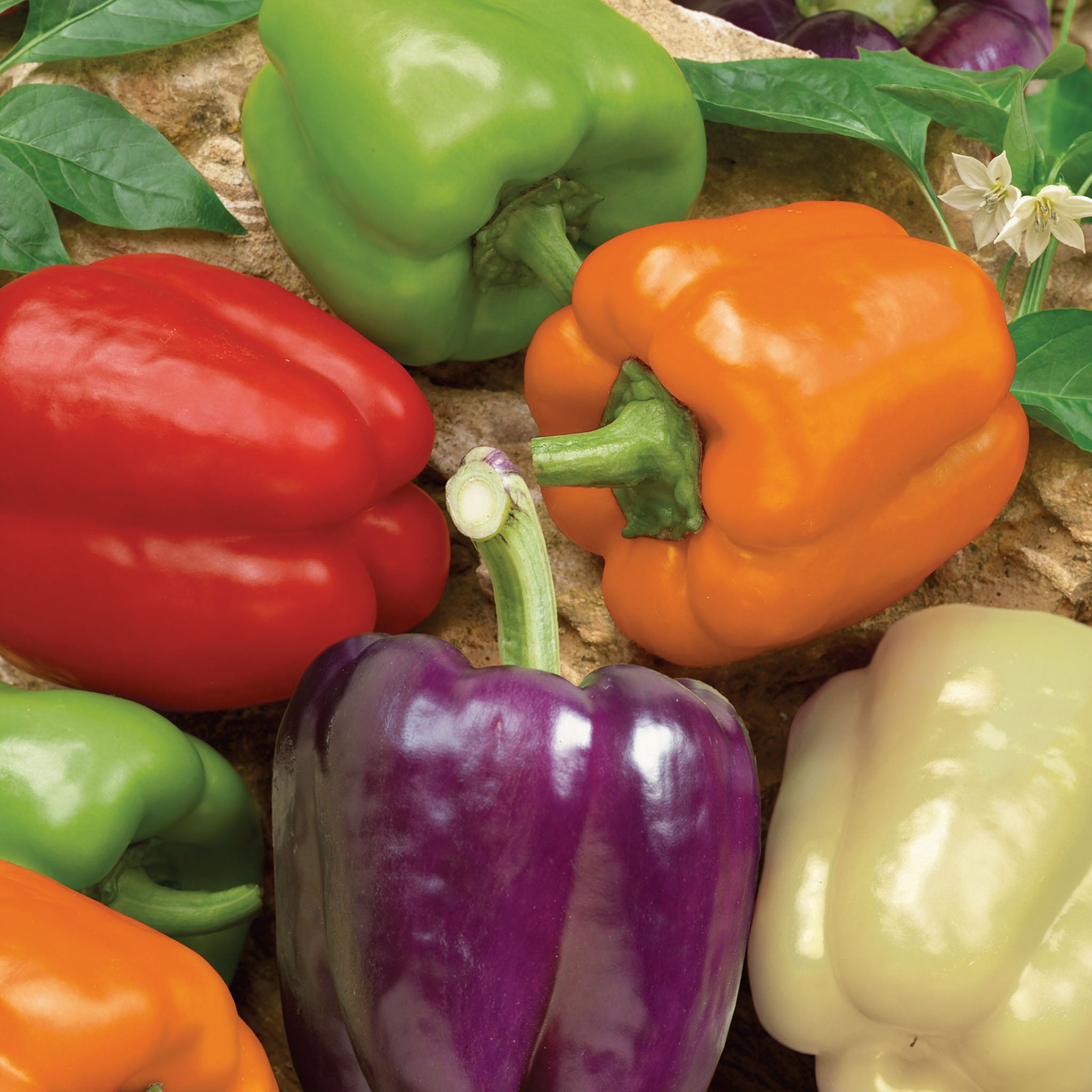 Rainbow Bell Blend Sweet Pepper